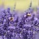 Lavender is a wonderful flower to pick and uplift your mood with its heavenly scent.