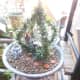 Fairy garden ideas.