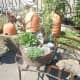 Fairy garden ideas.