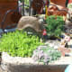 Fairy garden ideas.