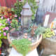 Fairy garden ideas.