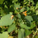 Another angle on the jewelweed.
