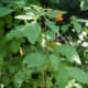 Jewelweed with its fiery-orange flowers.