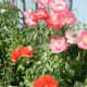 Poppies