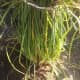 notice how the leaves grow from underground much like grass