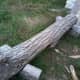 A Black Locust log waiting to become a fence post.