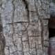 Red Oak bark. It's worth noticing the irregular crevice-like pattern.