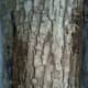 White Ash bark.