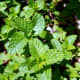 mint