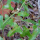 Smilax