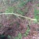 The edible, new tip of the smilax vine