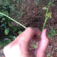 The perfect spot - the smilax vine is snapping between my fingers.
