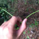 Too far down the smilax vine. It is bending, but not snapping easily.