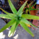 Aloe