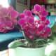 Phalaenopsis Orchids