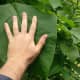 Seriously. Catalpa leaves are MASSIVE. 