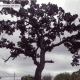 My artistic but arthritic oak tree.