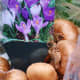 The crocus bulbs will be the  first  to bloom in our container garden, pushing their hardy shoots through the soil in late winter/early spring.