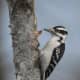 Adult female hairy woodpecker.