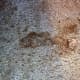 The author's stained family room carpet, before cleaning.