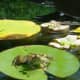 Frog sitting on a lily pad in the pond...water lettuce in the background.