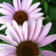 Pink echinacea flowers