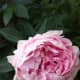 Pink Sarah Bernhardt peony flower.