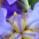 Closeup of an iris flower