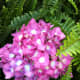 top-low-maintenance-perennials-with-beautiful-flowers