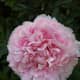 Soft pink peony flower.