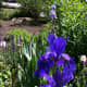 Blue irises.