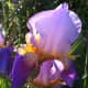 Iris in my garden.