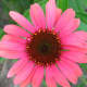 Pink coneflower