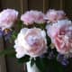 Peonies make beaufiful cut flower arrangements.