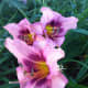 Pink and purple daylilies