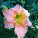 Pale pink daylily with a greenish yellow throat