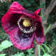 Opium poppy