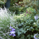 Lavender, clematis and Anemone create a froth of blues and violets.