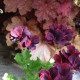 "Lord Bute" pelargoniums and Heuchera "Rio". Photograph by Helen Lush