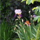 Bearded iris and Lysimachia. Photograph by Helen Lush