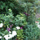 Sorbus vilmorinii underplanted with roses, lavender and Ice plant. Photograph by author.