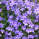In May purple pillows of Campanula grace the stone walls.