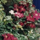 Clematis Niobe. Photograph by Helen Lush