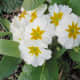 A white primula