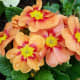 An orange primula with a red and yellow centre 