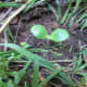 This sprout has been in the ground for a week now, and it's doing great! The egg cup is covered with soil, but it's still under there helping my little guy grow.
