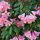 I think that delicate shades of color are as nice as vibrant ones.