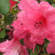 A shade of pink is the most common color of rhododendrons where I live.