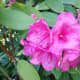 Even when a flower can be classified as pink, it may not be the same shade as the pink flowers on another bush.