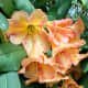 I don't see orange flowers very often, but they are one of my favorites.